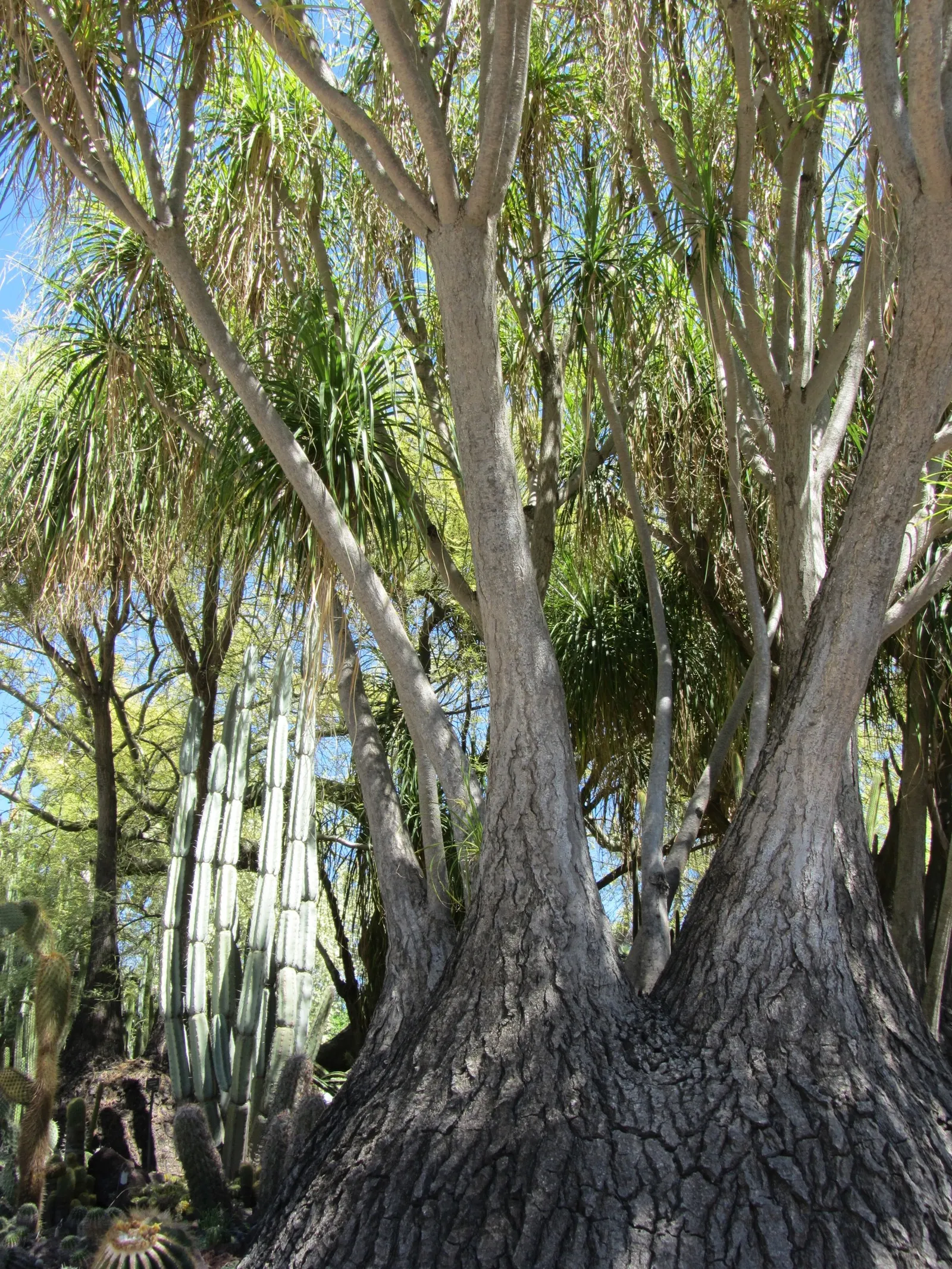 Pony Tail Palm (Beaucarnea Recurvata) — typically growing to a height of 6 to 8 feet; pony Tail Palm (Beaucarnea recurvata) is a distinctive evergreen succulent