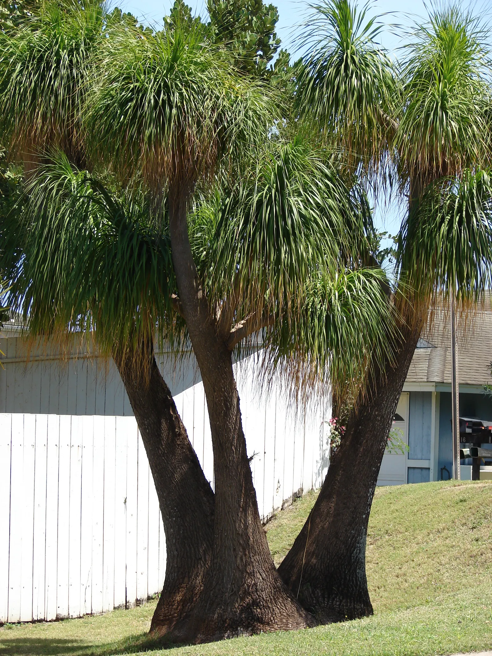 Pony Tail Palm (Beaucarnea Recurvata) — shrub with white blooms; the Pony Tail Palm thrives in full sun to partial shade and prefers well-drained, image 86