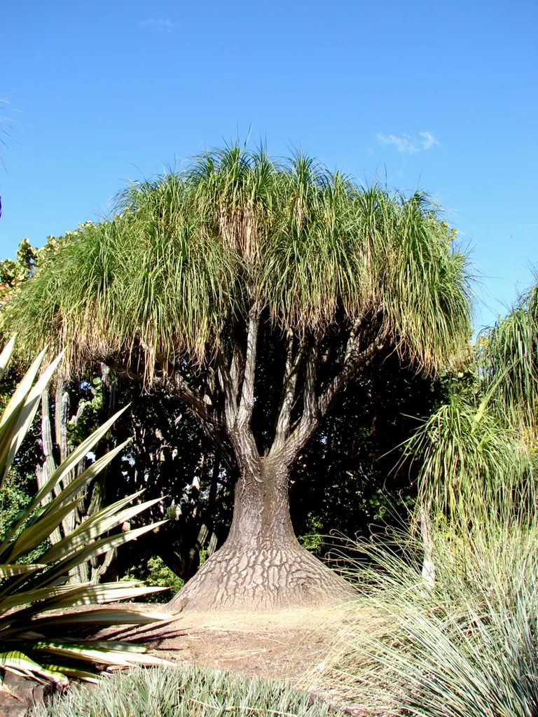 Pony Tail Palm (Beaucarnea Recurvata) — It is well-suited to a variety of settings