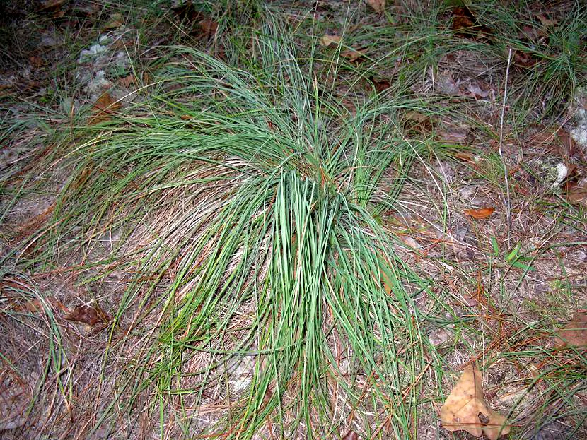 Pony Tail Palm (Beaucarnea Recurvata) — the Pony Tail Palm thrives in full sun to partial shade and prefers well-drained soil; with a spread of approximately 4