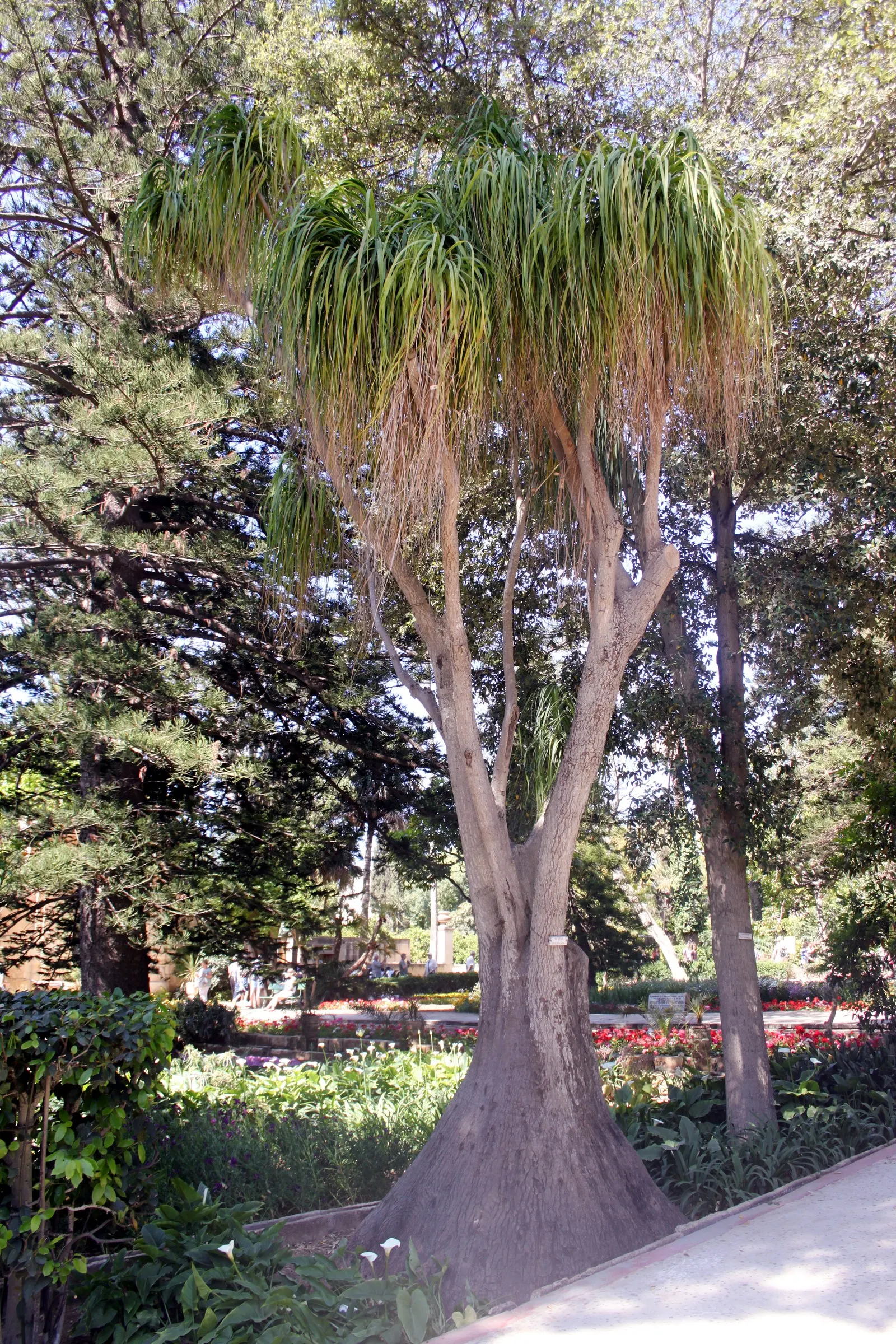 Pony Tail Palm (Beaucarnea Recurvata) — It is well-suited to a variety of settings; white flowers in the garden, image 141