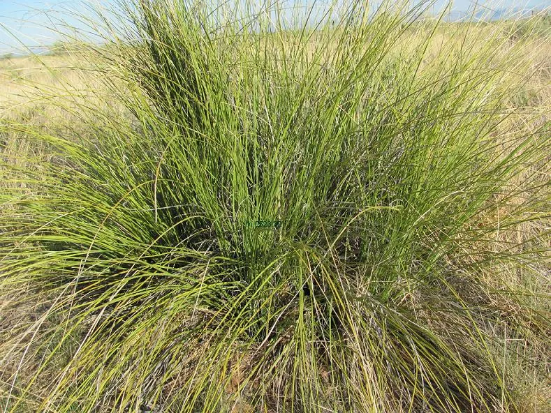 Pony Tail Palm (Beaucarnea Recurvata) — from solitary specimen plantings to group arrangements with other drought-tolerant flora; hardy in USDA zones 9-11, it