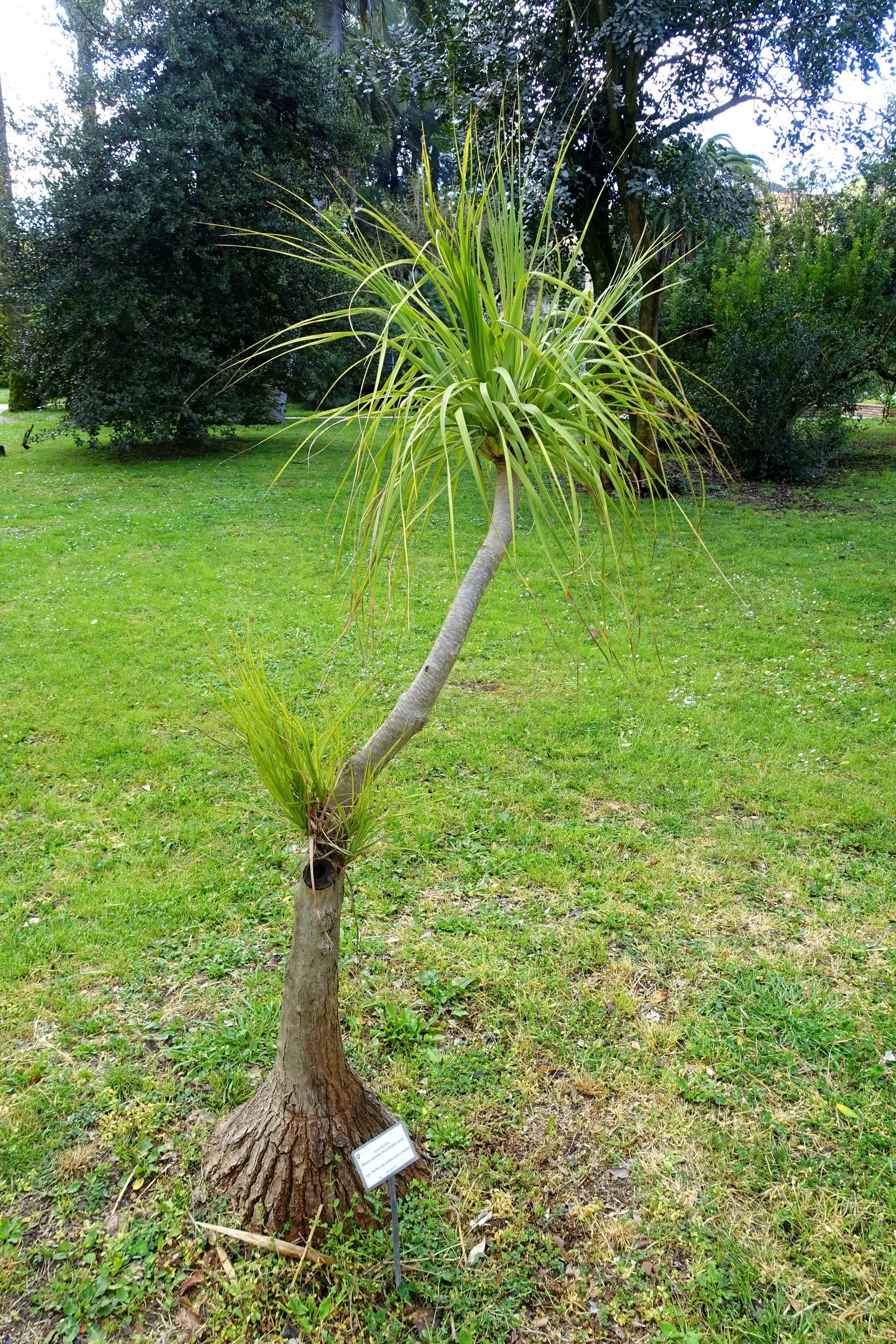 Pony Tail Palm (Beaucarnea Recurvata) — making it a focal point in any garden setting.<br><br>A hardy and low-maintenance plant; is a distinctive, image 76