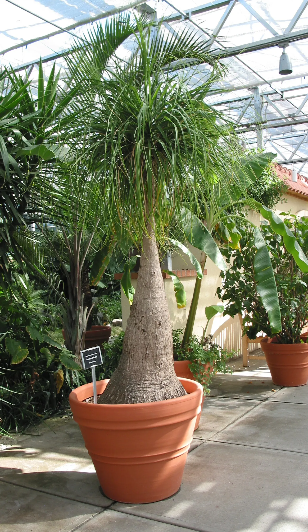 Pony Tail Palm (Beaucarnea Recurvata) — making it a focal point in any garden setting.<br><br>A hardy and low-maintenance plant; is a distinctive and
