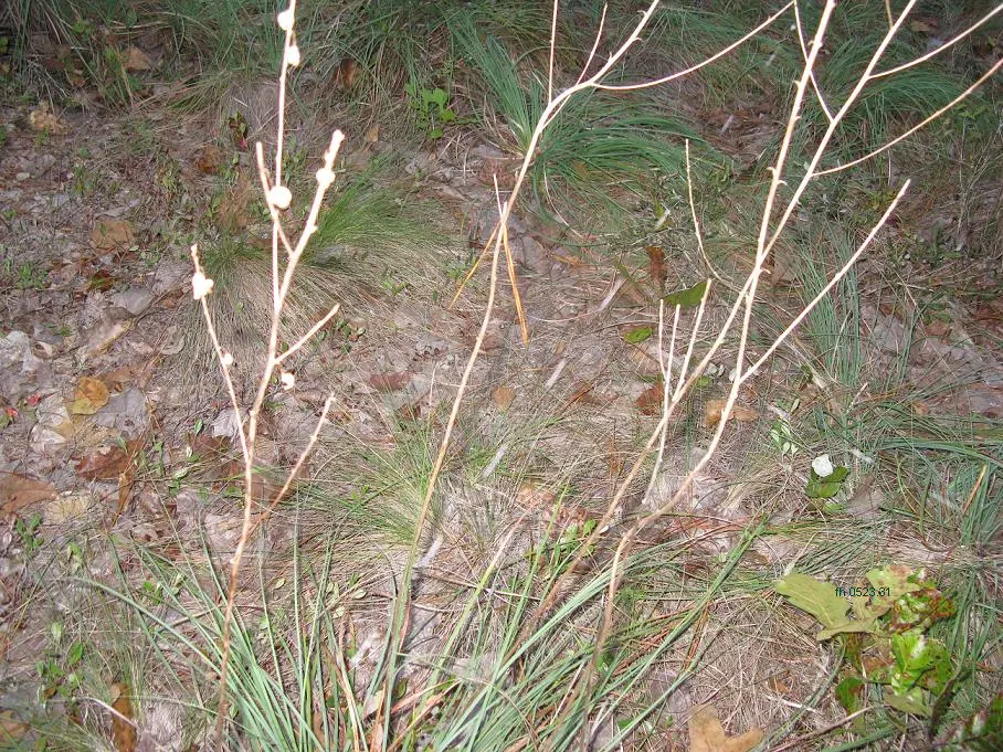 Pony Tail Palm (Beaucarnea Recurvata) — yet easy-to-care-for plant.<br><br>When integrating the Pony Tail Palm into landscape designs; typically, image 81