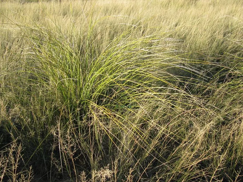 Pony Tail Palm (Beaucarnea Recurvata) — with a spread of approximately 4 feet in domestic landscapes.<br><br>Atop the stem; it is not a true palm but rather a