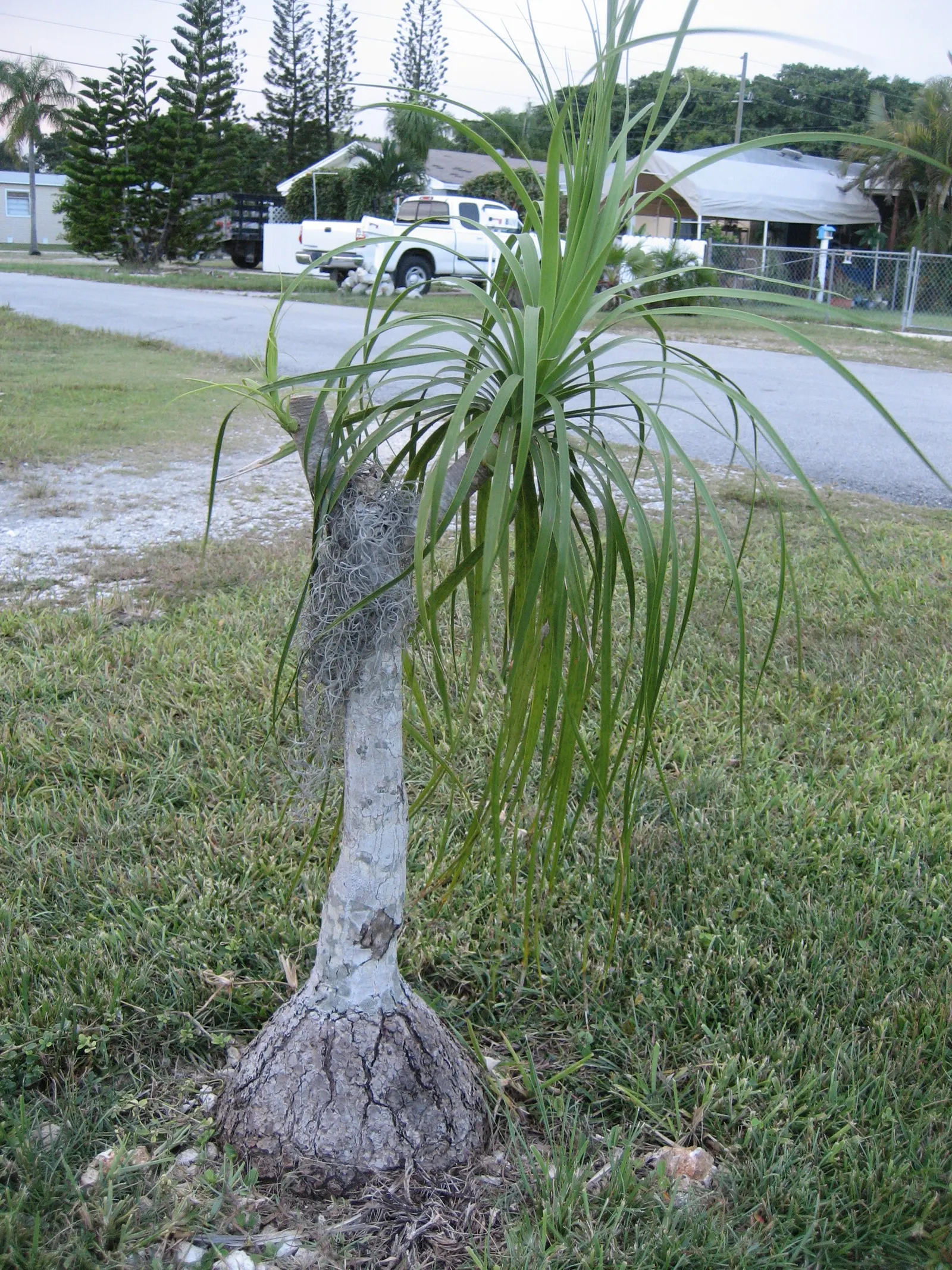 Pony Tail Palm (Beaucarnea Recurvata) — The leaves' leathery texture and lush green color add to its visual appeal; shrub for full, image 104