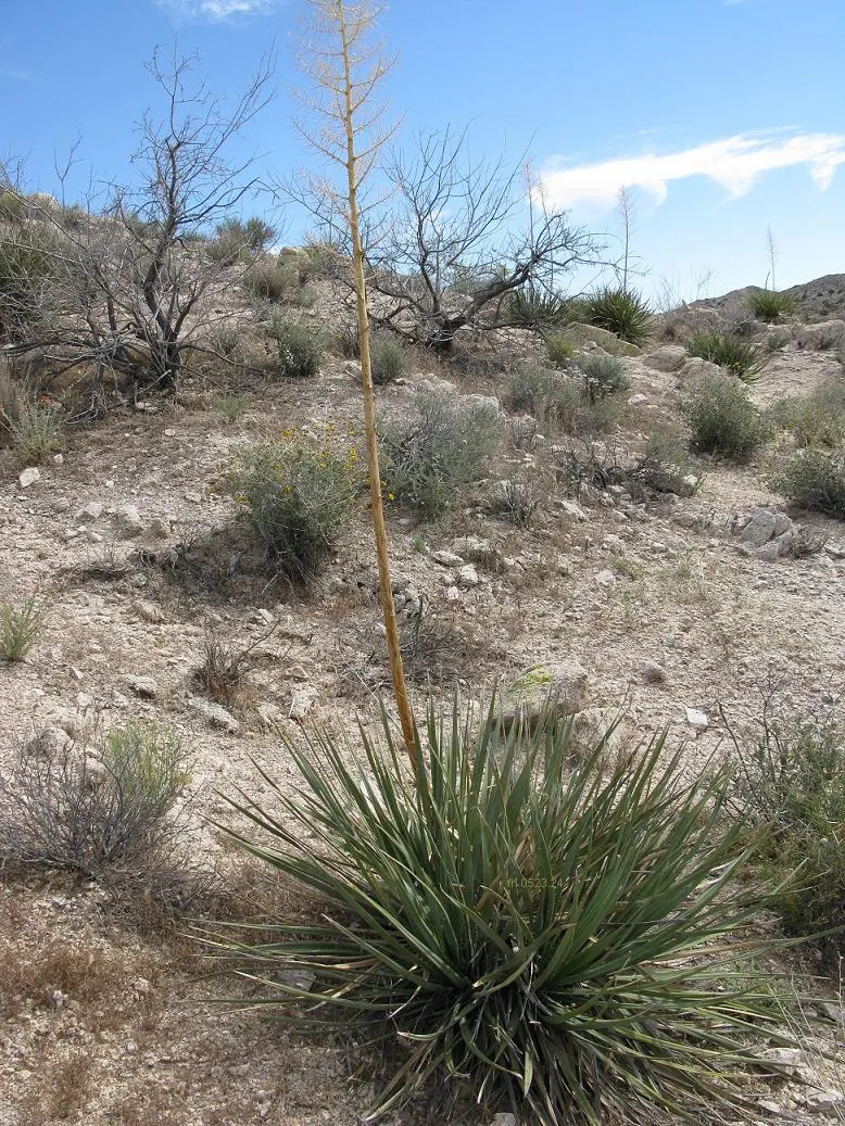 Pony Tail Palm (Beaucarnea Recurvata) — The plant is generally pest-resistant and requires minimal watering once established; shrub with white, image 79