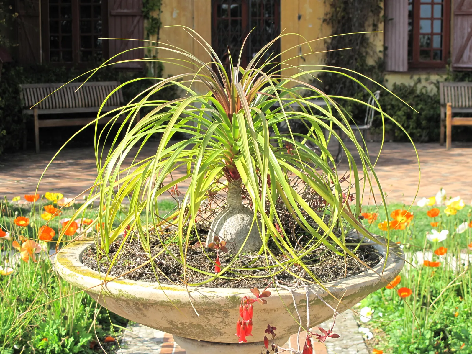 Pony Tail Palm (Beaucarnea Recurvata) — It is an excellent choice for xeriscaping and is highly tolerant of poor soil conditions; the plant is, image 136