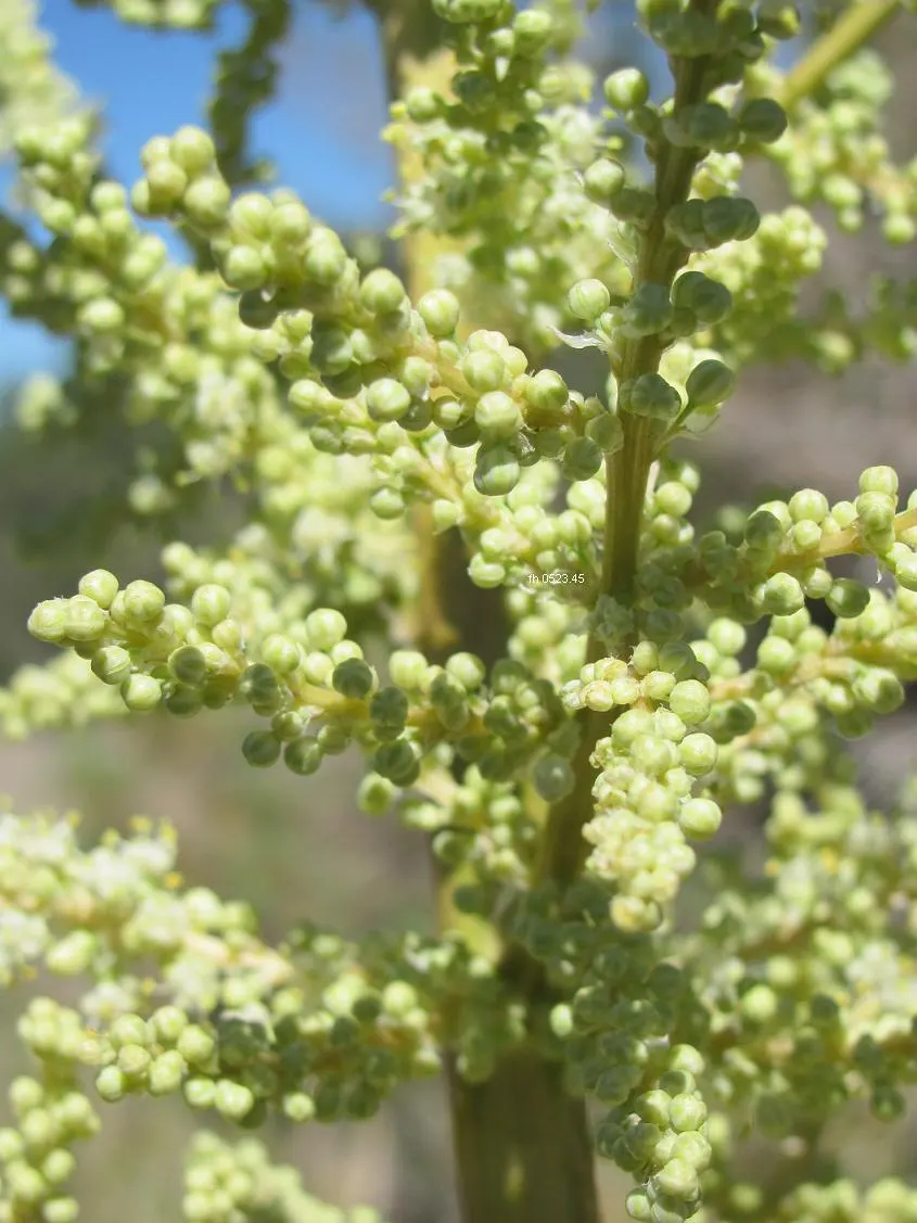 Pony Tail Palm (Beaucarnea Recurvata) — Pony Tail Palm (Beaucarnea recurvata) is a distinctive evergreen succulent; maturing at 6-8 feet tall and, image 59
