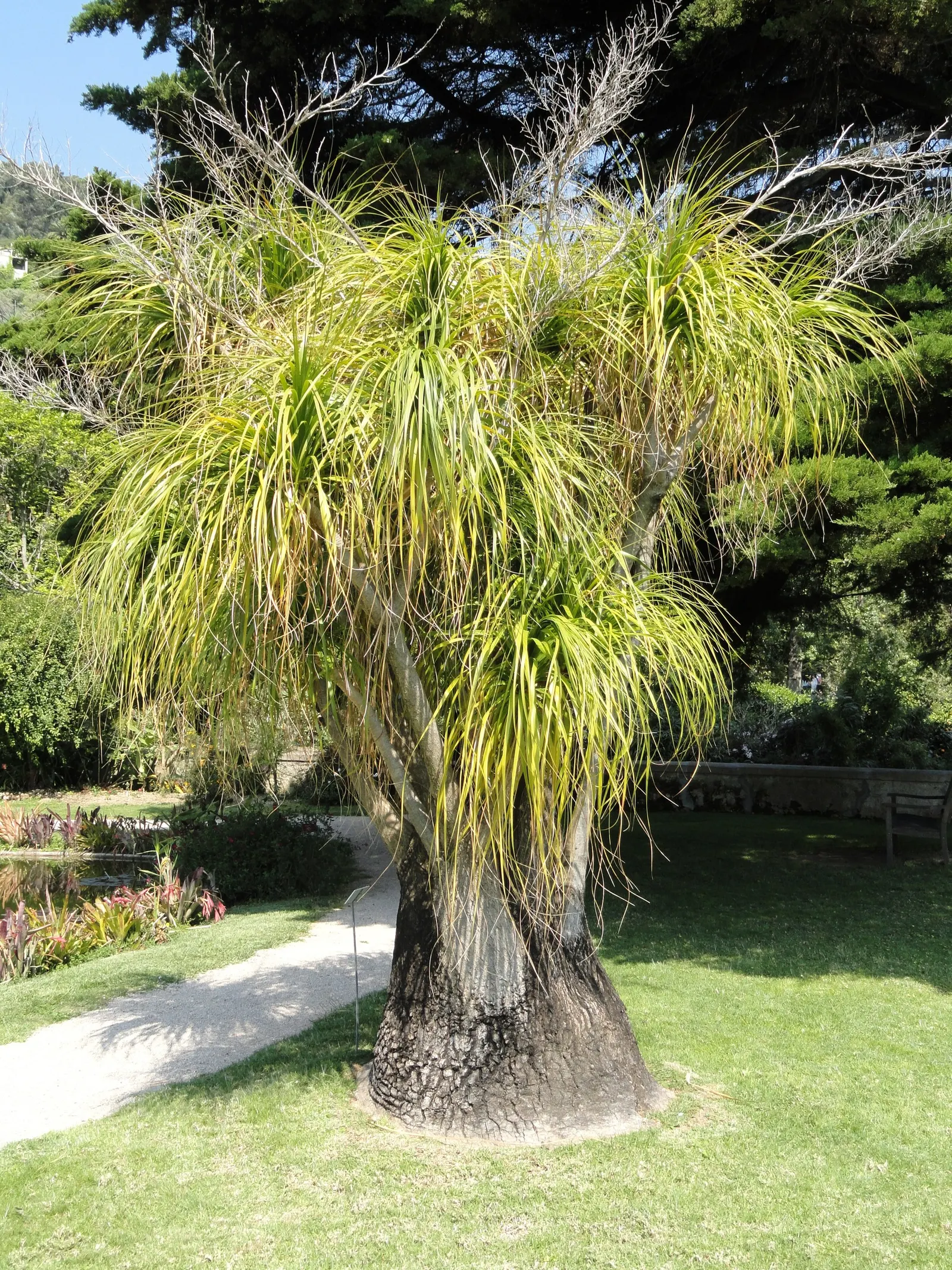 Pony Tail Palm (Beaucarnea Recurvata) — This base can reach up to 3 feet in diameter in mature specimens; each frond reaching lengths of 4 to 6 feet, image 69