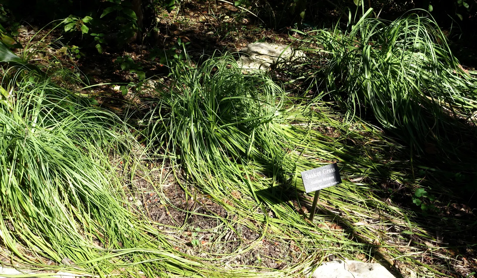 Pony Tail Palm (Beaucarnea Recurvata) — It is not a true palm but rather a member of the Agavaceae family