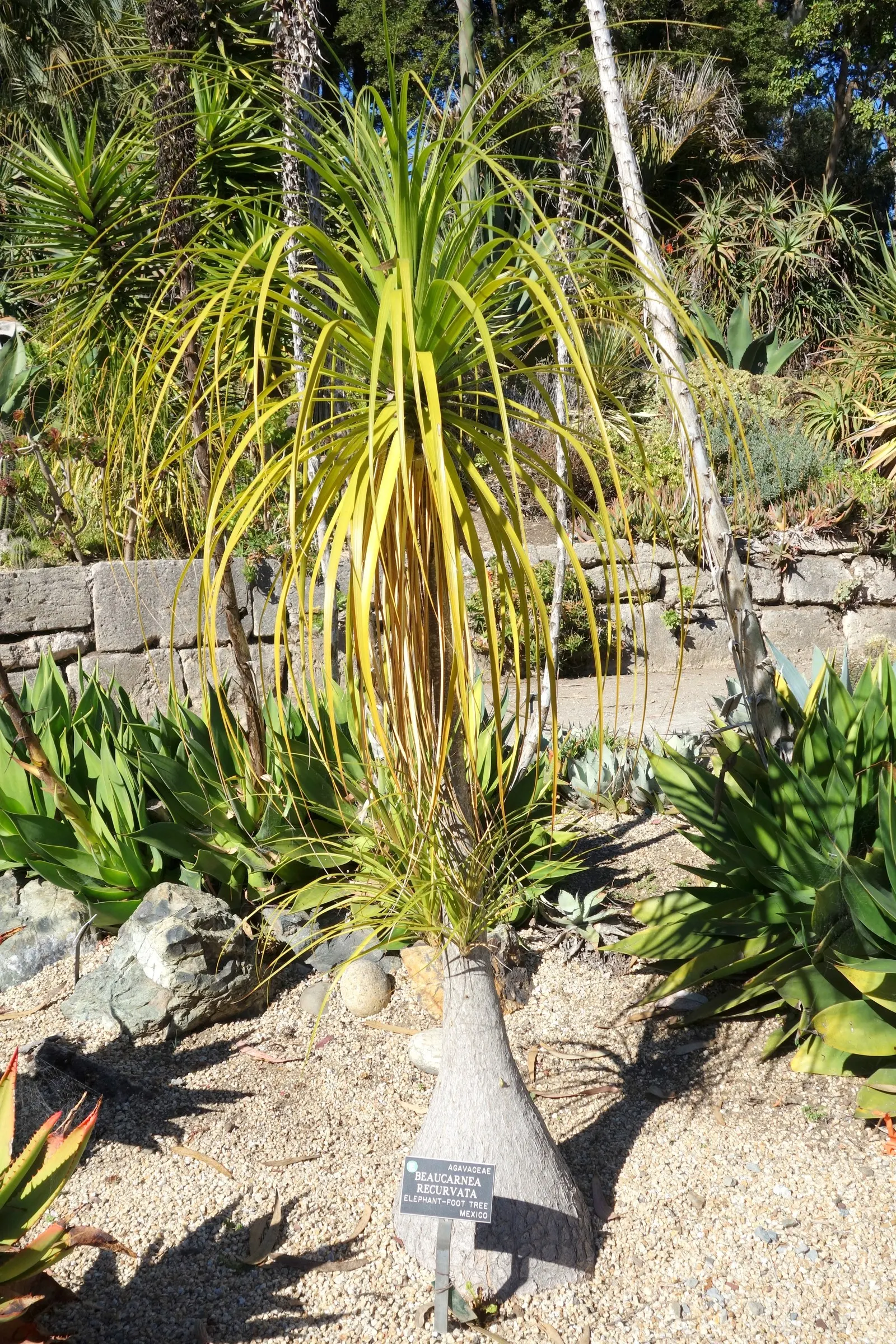 Pony Tail Palm (Beaucarnea Recurvata) — is a distinctive and sculptural plant which brings a touch of whimsy and intrigue to any landscape design