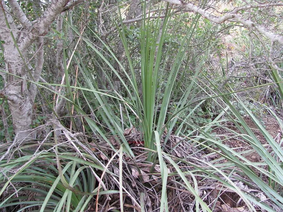 Pony Tail Palm (Beaucarnea Recurvata) — shrub with white blooms; the Pony Tail Palm thrives in full sun to partial shade and prefers well-drained, image 115