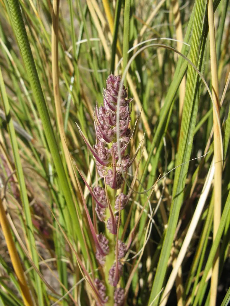 Pony Tail Palm (Beaucarnea Recurvata) — Maturing at 6-8 feet tall and 3-5 feet wide, it's ideal for xeriscapes or as a focal point; it is, image 62
