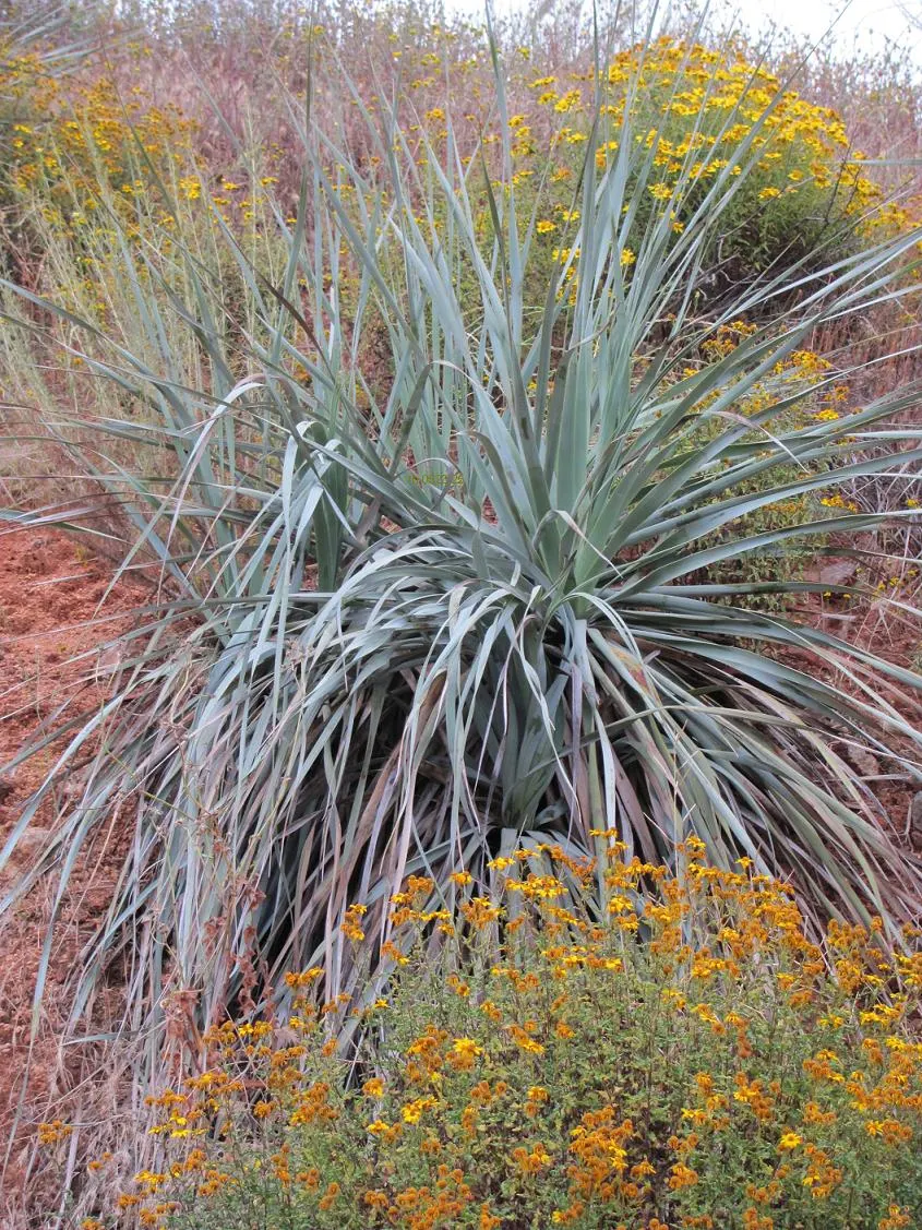 Pony Tail Palm (Beaucarnea Recurvata) — the Pony Tail Palm thrives in full sun to partial shade and prefers well-drained soil; with a spread of, image 135