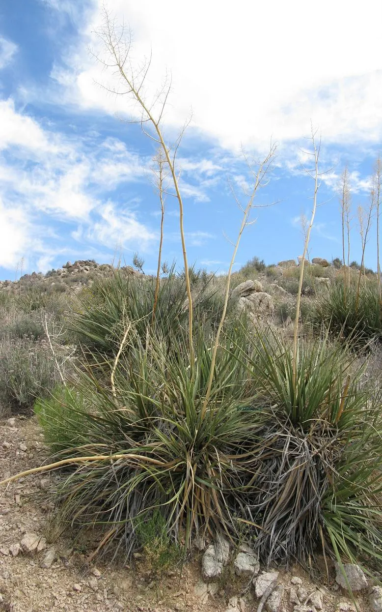Pony Tail Palm (Beaucarnea Recurvata) — It is an excellent choice for xeriscaping and is highly tolerant of poor soil conditions; the plant is generally