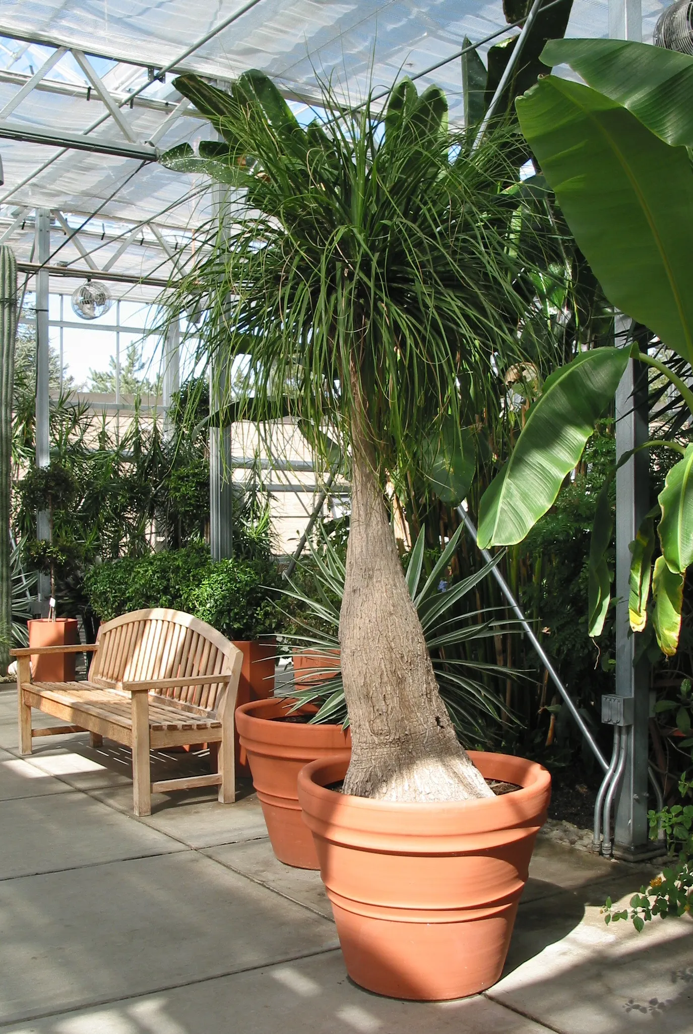 Pony Tail Palm (Beaucarnea Recurvata) — This base can reach up to 3 feet in diameter in mature specimens; each frond reaching lengths of 4 to 6 feet