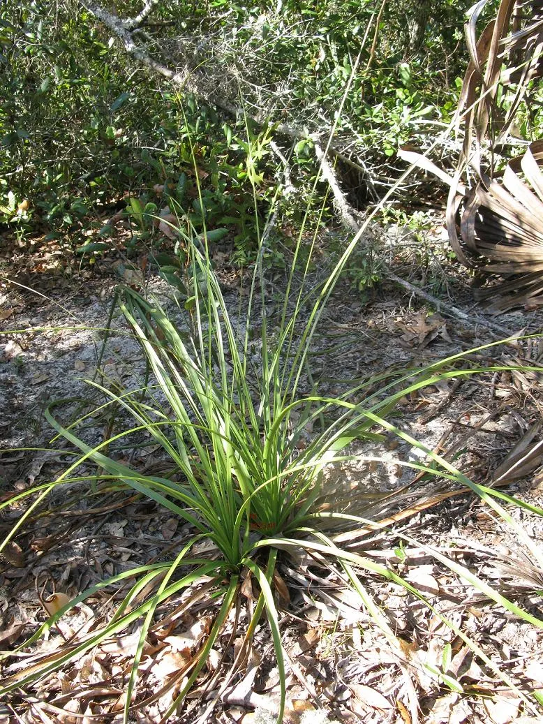 Pony Tail Palm (Beaucarnea Recurvata) — Hardy in USDA zones 9-11, it can also be grown indoors with ample light; thriving in full sun to partial shade, it's