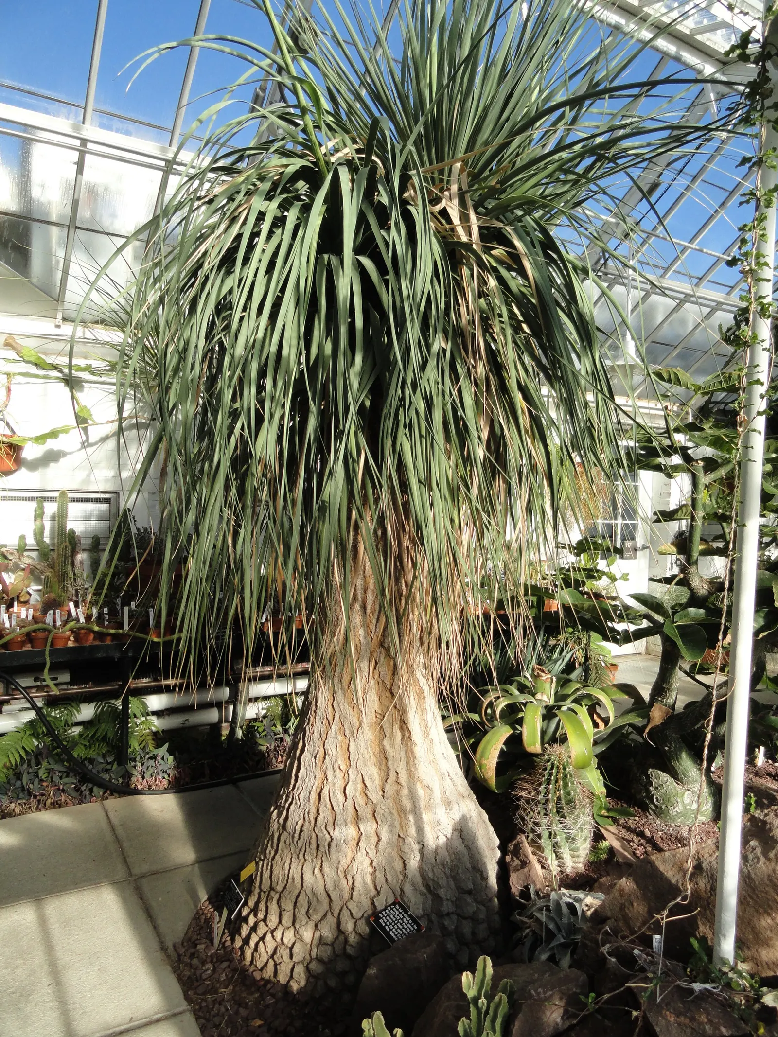 Pony Tail Palm (Beaucarnea Recurvata) — It is well-suited to a variety of settings; white flowers in the garden, image 83