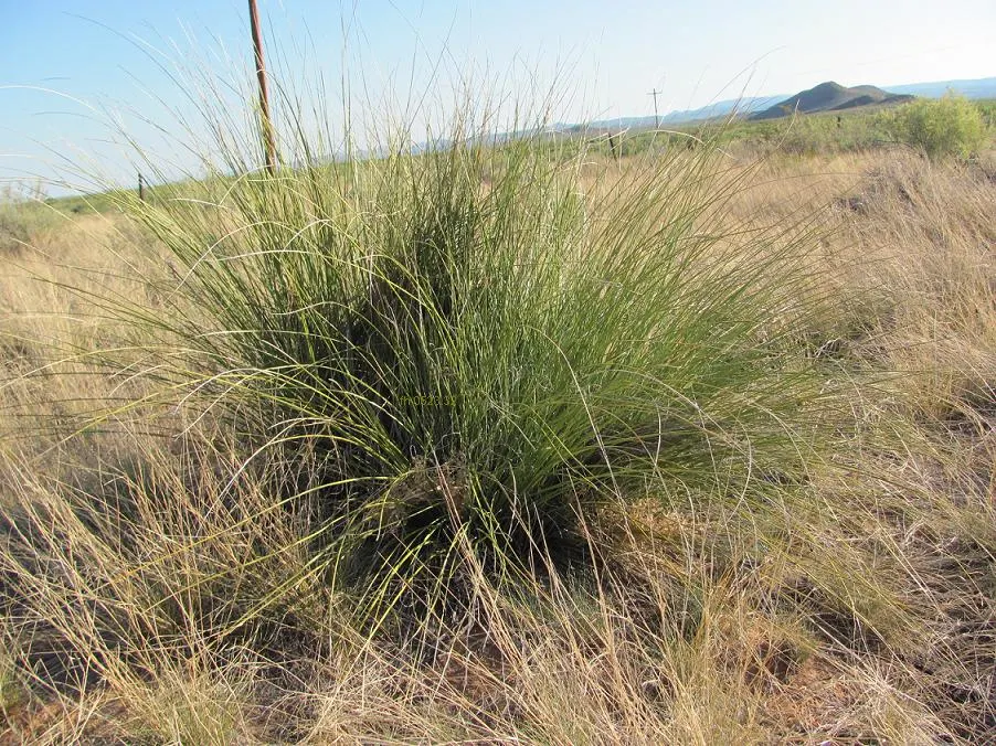 Pony Tail Palm (Beaucarnea Recurvata) — is a distinctive and sculptural plant which brings a touch of whimsy and intrigue to any landscape design, image 94