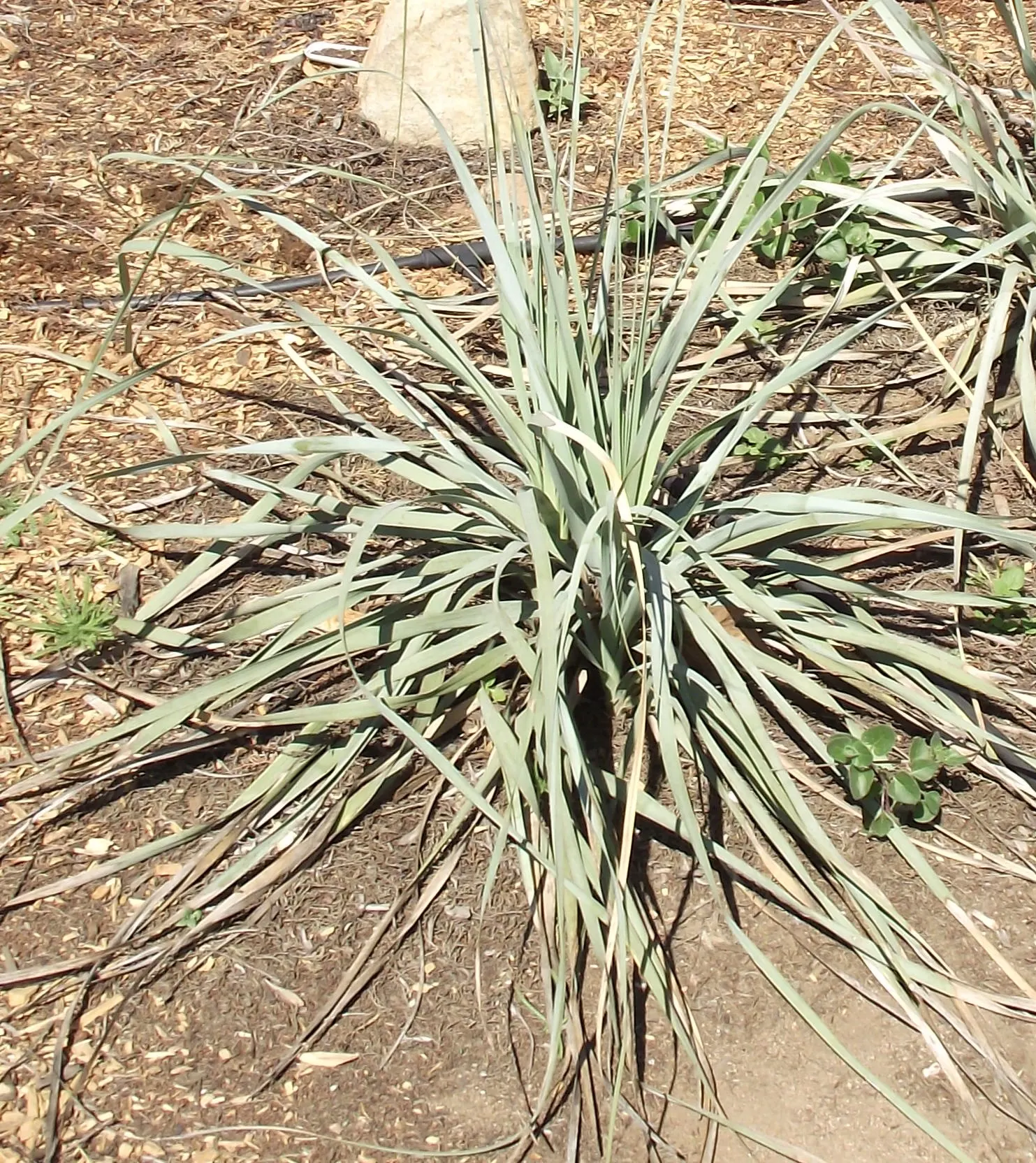 Pony Tail Palm (Beaucarnea Recurvata) — yet easy-to-care-for plant.<br><br>When integrating the Pony Tail Palm into landscape designs