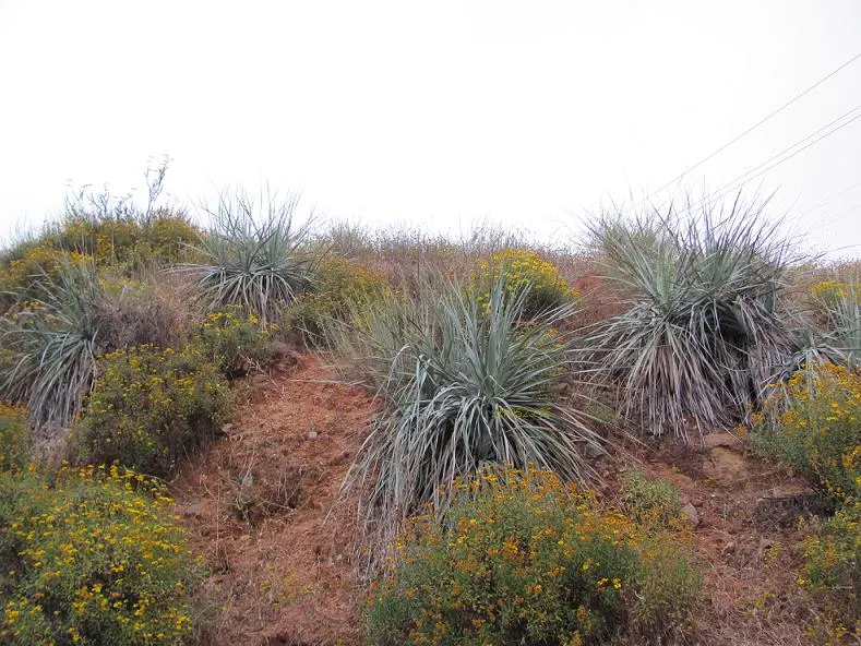 Pony Tail Palm (Beaucarnea Recurvata) — Maturing at 6-8 feet tall and 3-5 feet wide, it's ideal for xeriscapes or as a focal point