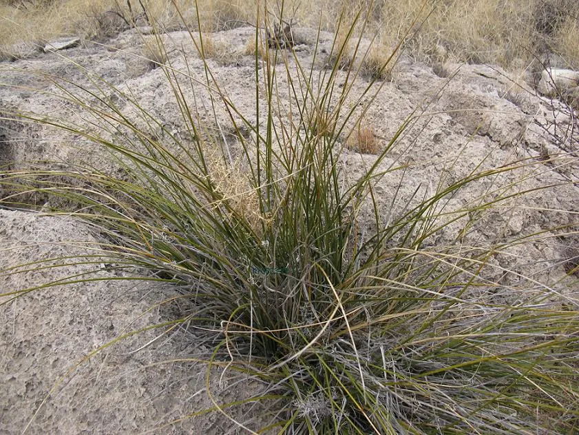 Pony Tail Palm (Beaucarnea Recurvata) — It is not a true palm but rather a member of the Agavaceae family; consider its potential to provide, image 124