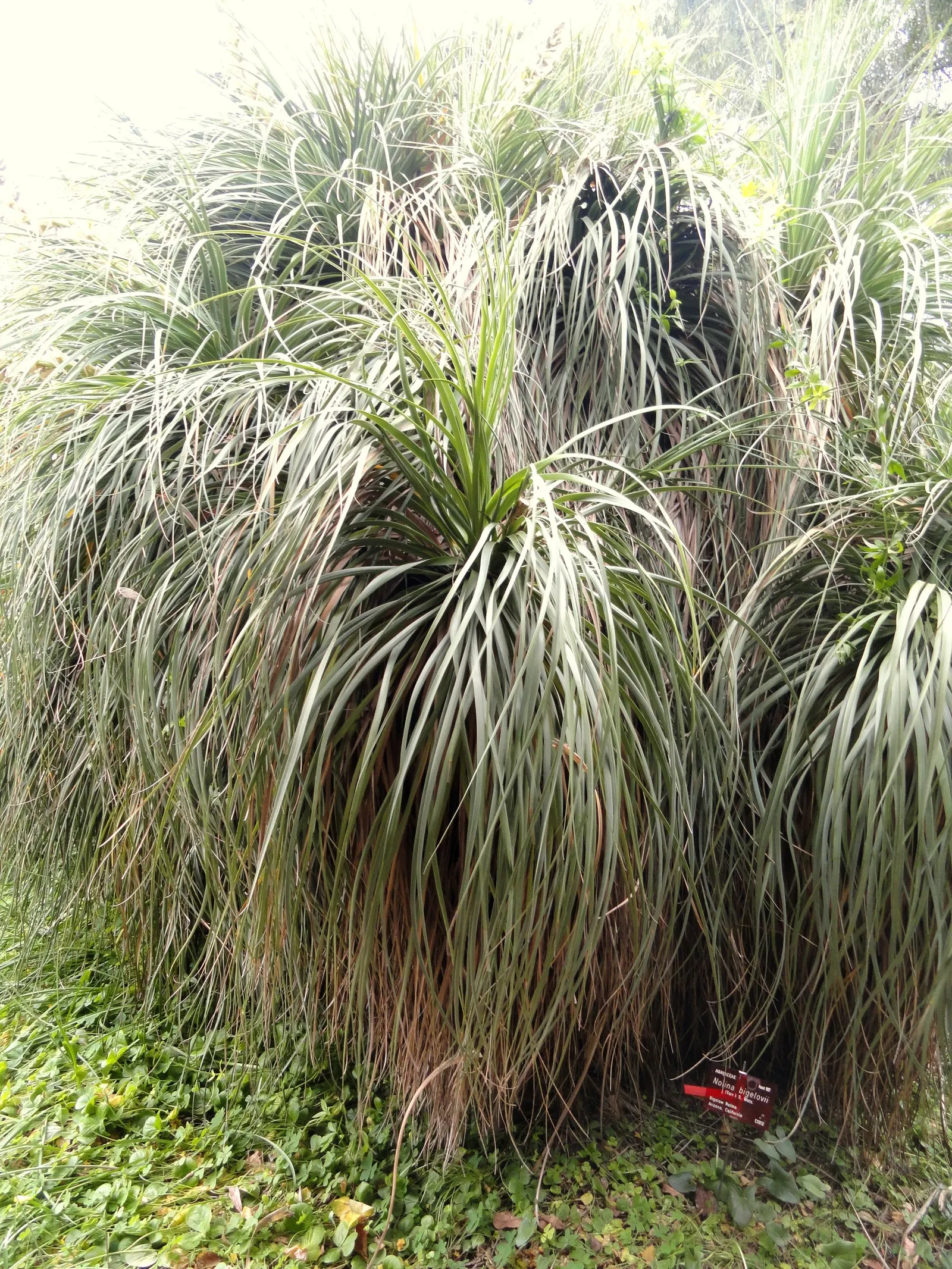 Pony Tail Palm (Beaucarnea Recurvata) — prized for its swollen base and cascading; this base can reach up to 3 feet in diameter in mature specimens, image 118