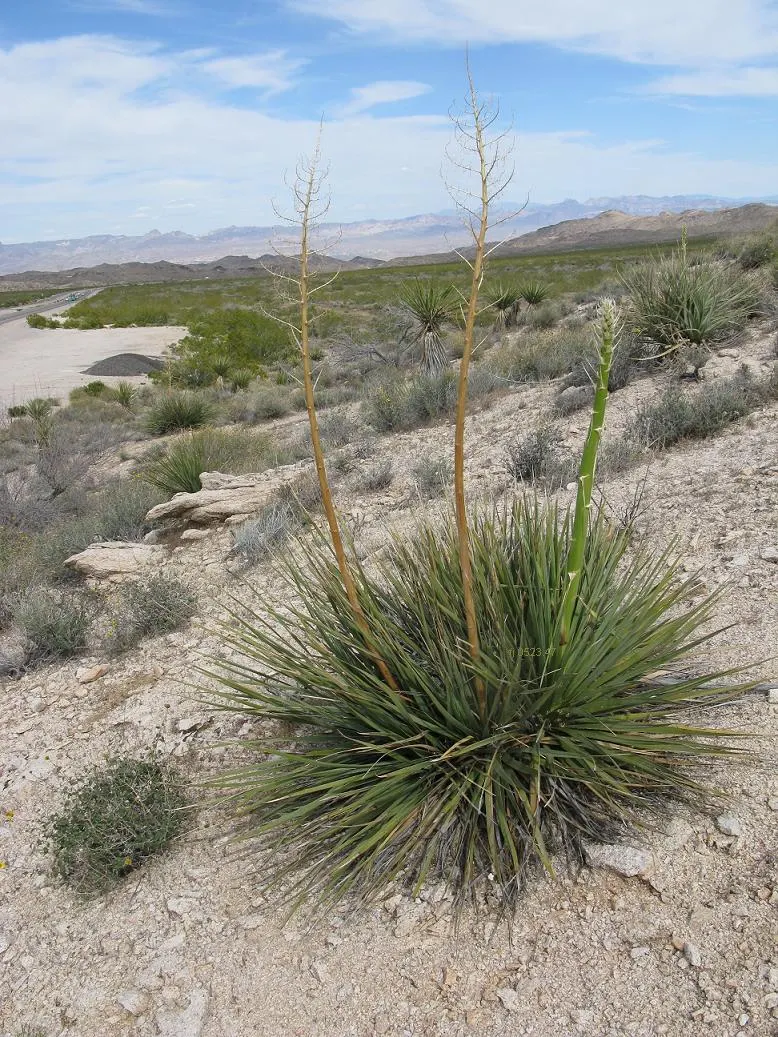 Pony Tail Palm (Beaucarnea Recurvata) — consider its potential to provide vertical interest and a unique silhouette