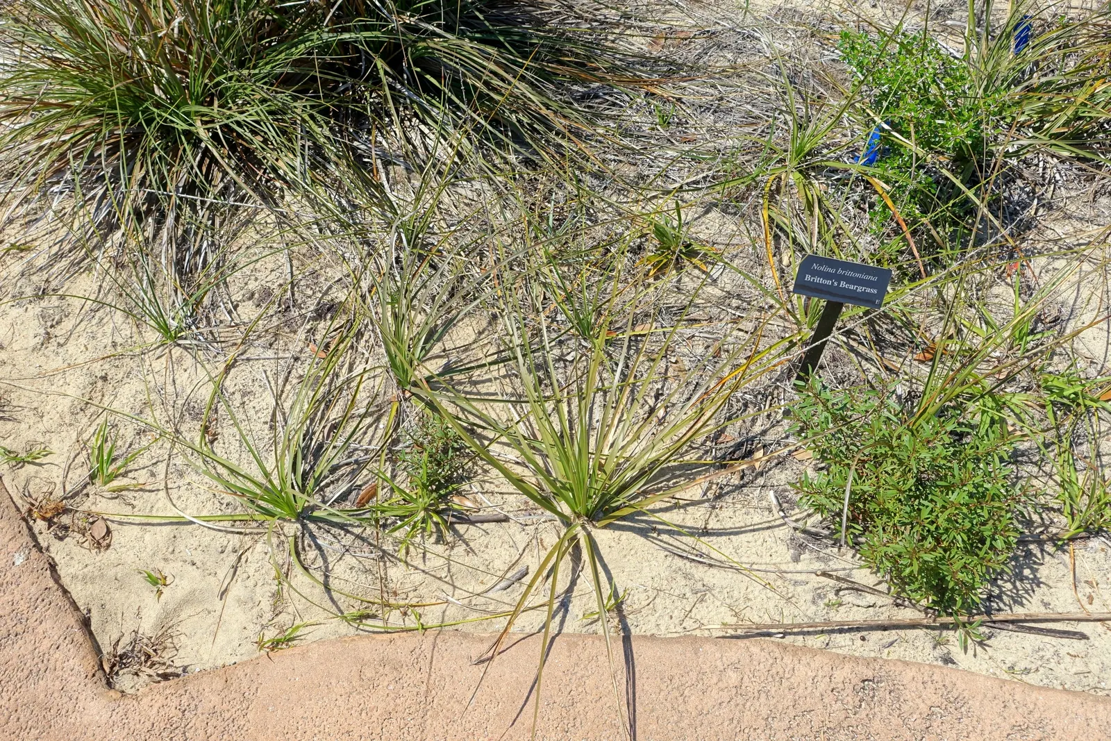Pony Tail Palm (Beaucarnea Recurvata) — Hardy in USDA zones 9-11, it can also be grown indoors with ample light; thriving in full sun to partial, image 63