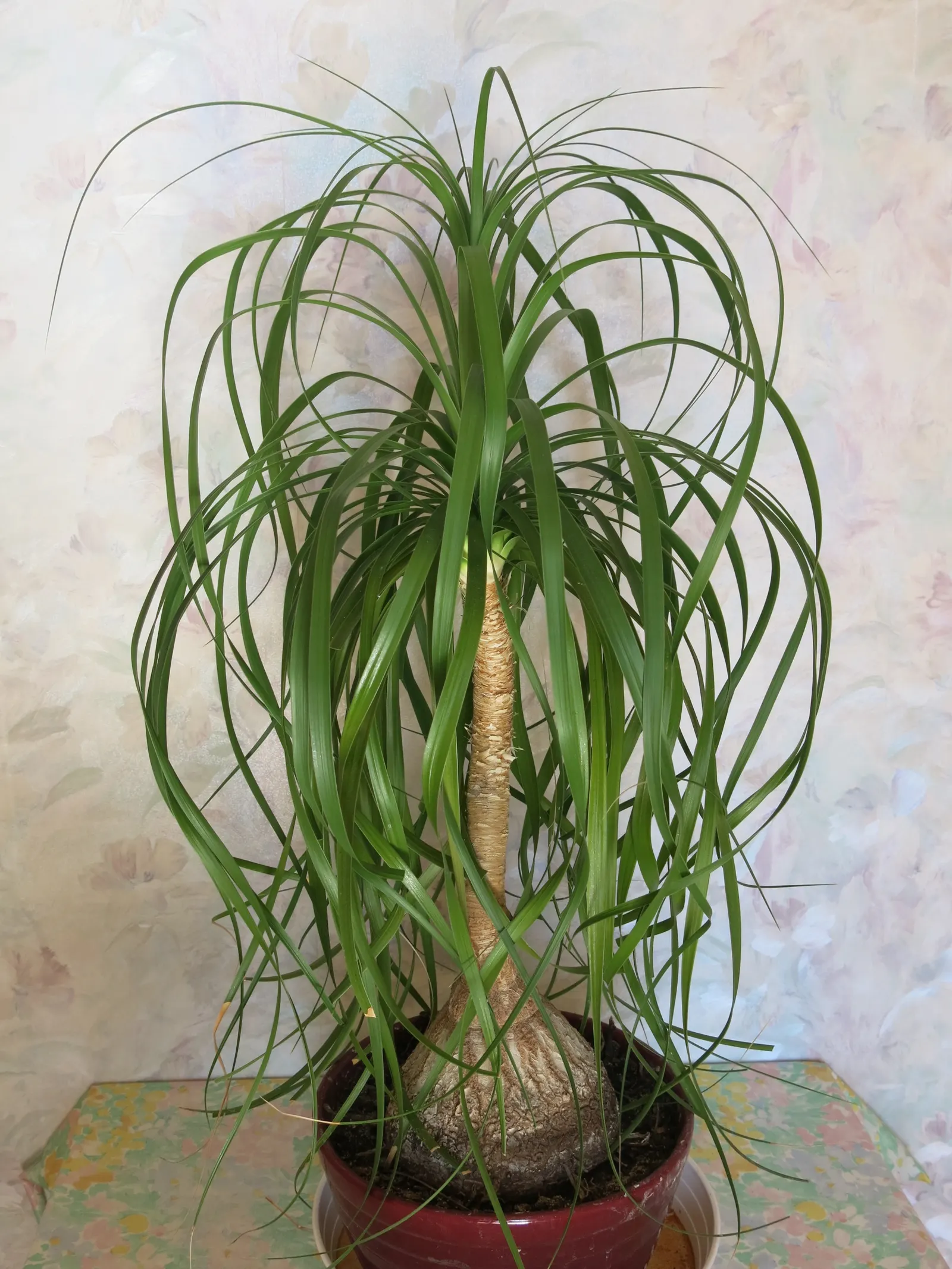 Pony Tail Palm (Beaucarnea Recurvata) — making it an ideal selection for gardeners seeking an exotic