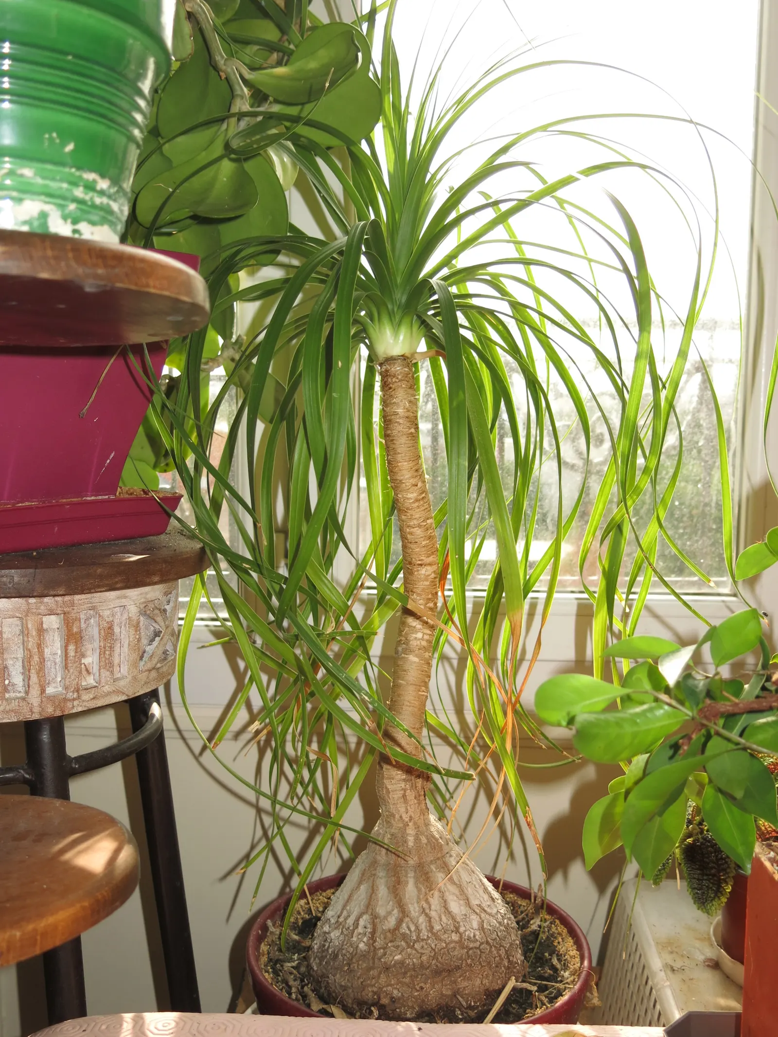 Pony Tail Palm (Beaucarnea Recurvata) — Thriving in full sun to partial shade, it's drought-tolerant, requiring minimal care; making it a focal point in any