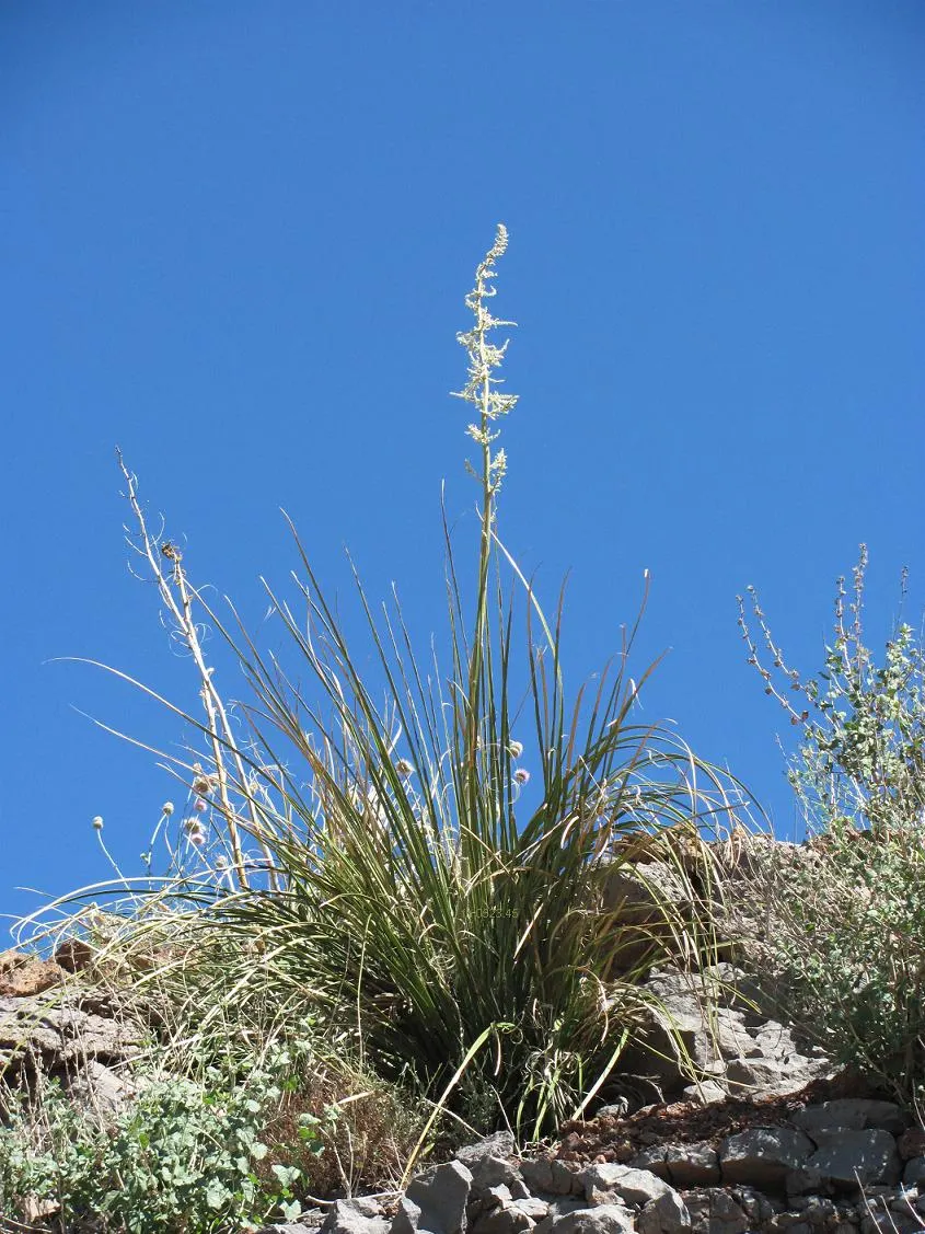Pony Tail Palm (Beaucarnea Recurvata) — Pony Tail Palm (Beaucarnea recurvata) is a distinctive evergreen succulent; maturing at 6-8 feet tall and, image 88