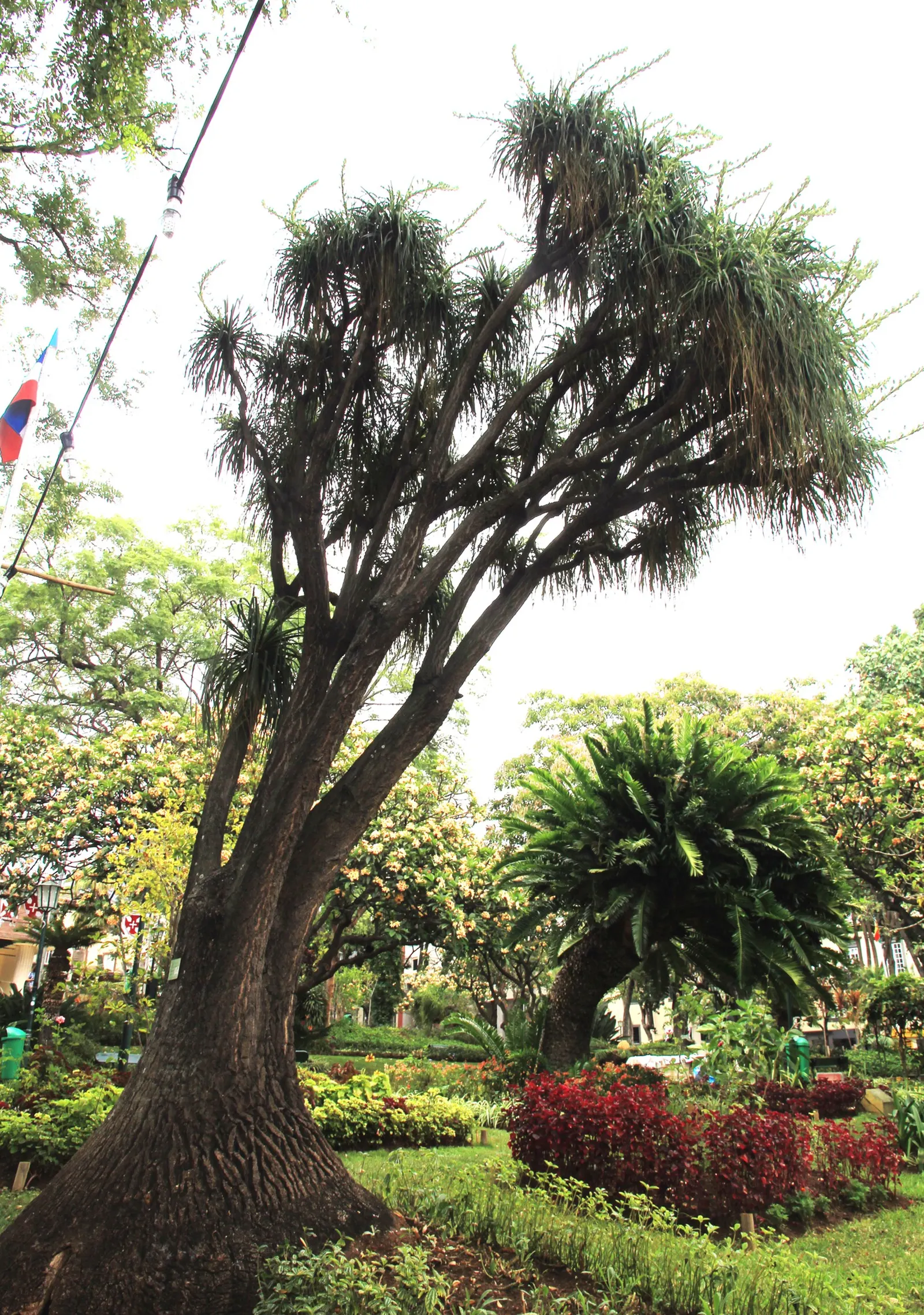 Pony Tail Palm (Beaucarnea Recurvata) — from solitary specimen plantings to group arrangements with other drought-tolerant flora; hardy in USDA, image 113