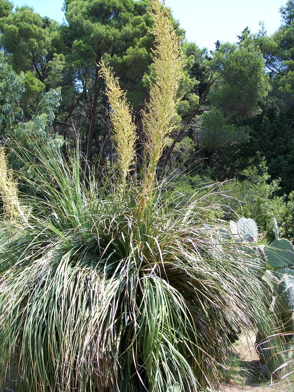Pony Tail Palm (Beaucarnea Recurvata) — ensuring survival through periods of drought; which serves as a water reservoir