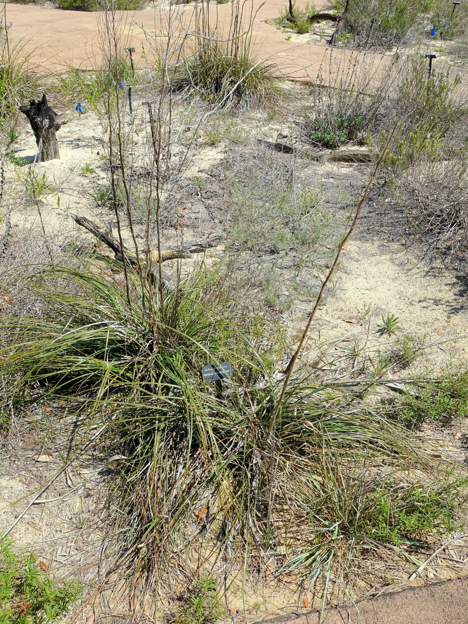 Pony Tail Palm (Beaucarnea Recurvata) — The leaves' leathery texture and lush green color add to its visual appeal