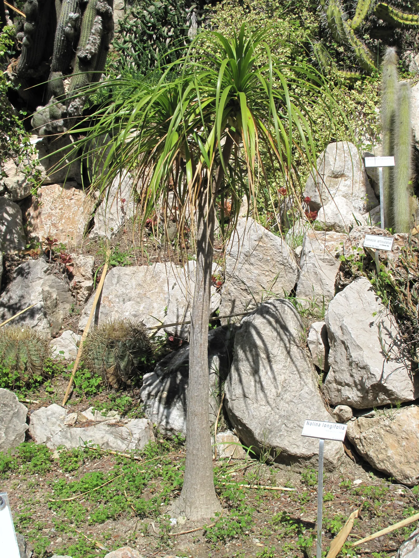 Pony Tail Palm (Beaucarnea Recurvata) — Hardy in USDA zones 9-11, it can also be grown indoors with ample light; thriving in full sun to partial, image 92
