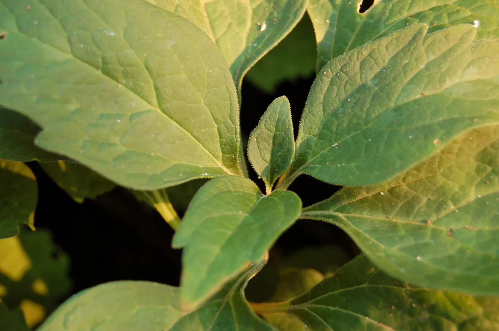 Allegheny Spurge (Pachysandra Procumbens) — though it is also known for its tolerance of dry shade once established