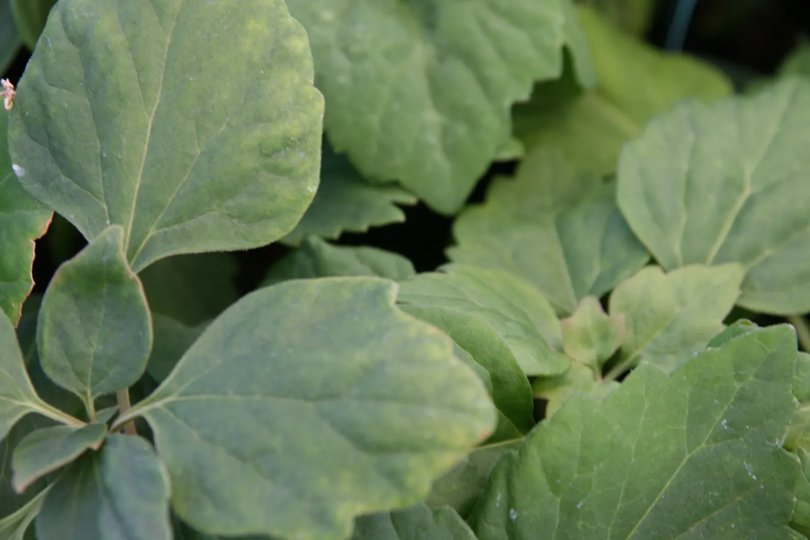 Allegheny Spurge (Pachysandra Procumbens) — the Allegheny Spurge showcases subtle