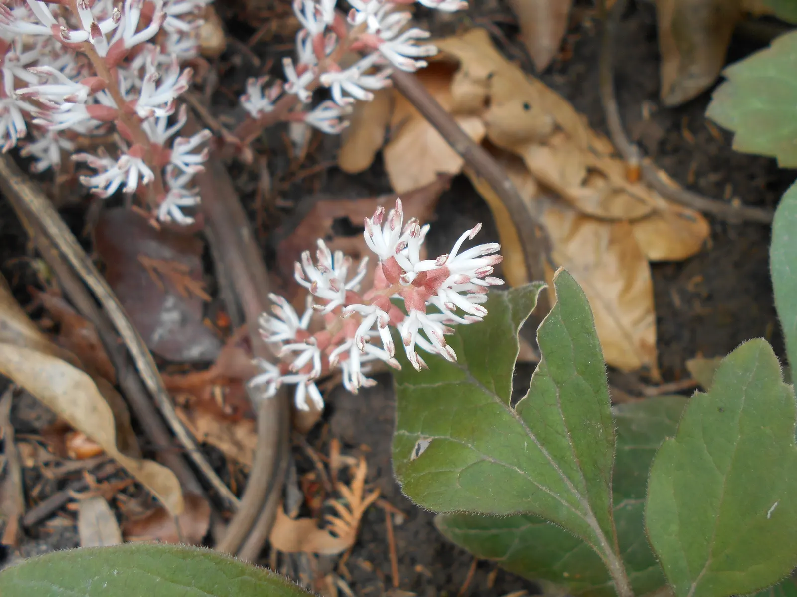 Allegheny Spurge (Pachysandra Procumbens) — It prefers moist, well-drained soil and is hardy in zones 5 to 9; ground cover with white blooms
