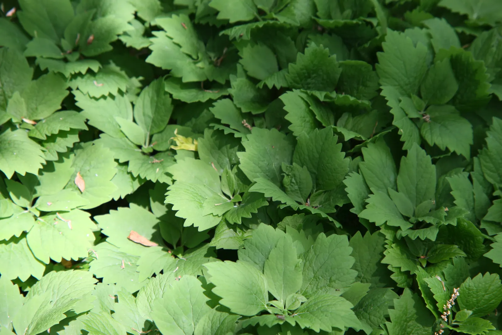 Allegheny Spurge (Pachysandra Procumbens) — can span 2 to 4 inches in length