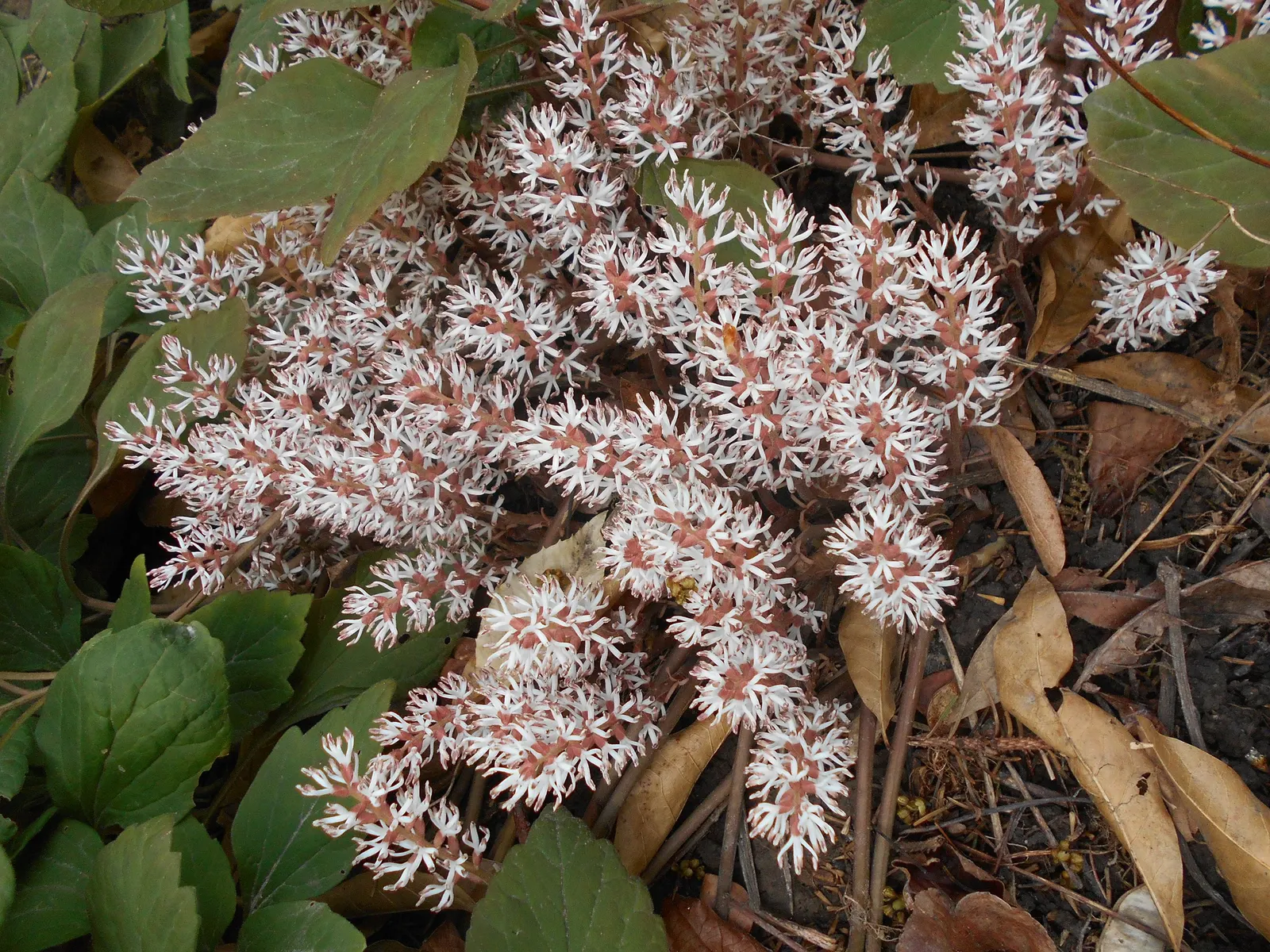 Allegheny Spurge (Pachysandra Procumbens) — ideal for mass plantings under trees; where it can bask in the filtered sunlight and be protected from the hot