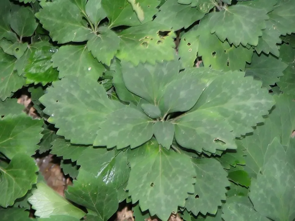 Allegheny Spurge (Pachysandra Procumbens) — fertile soil with a consistent moisture level