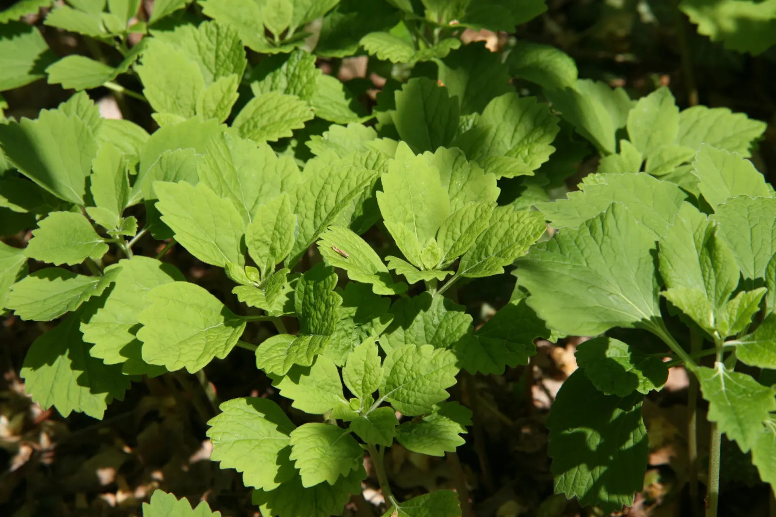 Allegheny Spurge (Pachysandra Procumbens) — <br><br>Blooming in early spring