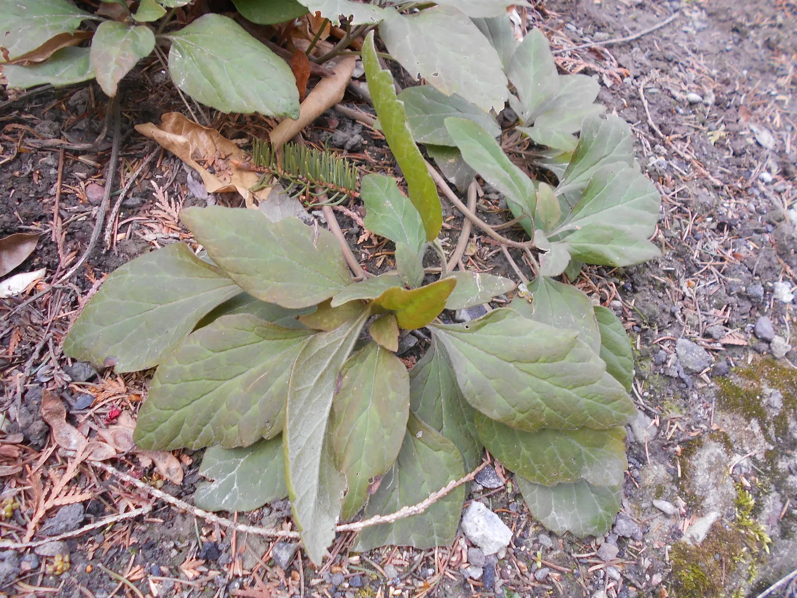Allegheny Spurge (Pachysandra Procumbens) — Allegheny Spurge (Pachysandra procumbens) is an evergreen groundcover native to the Southeastern US; ideal for mass