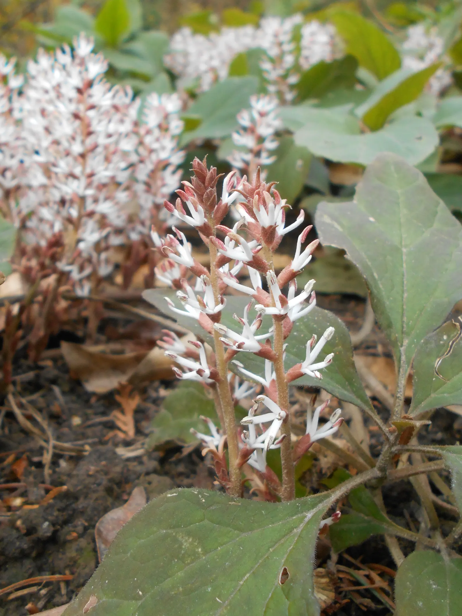 Allegheny Spurge (Pachysandra Procumbens) — and offer an early nectar source for pollinators