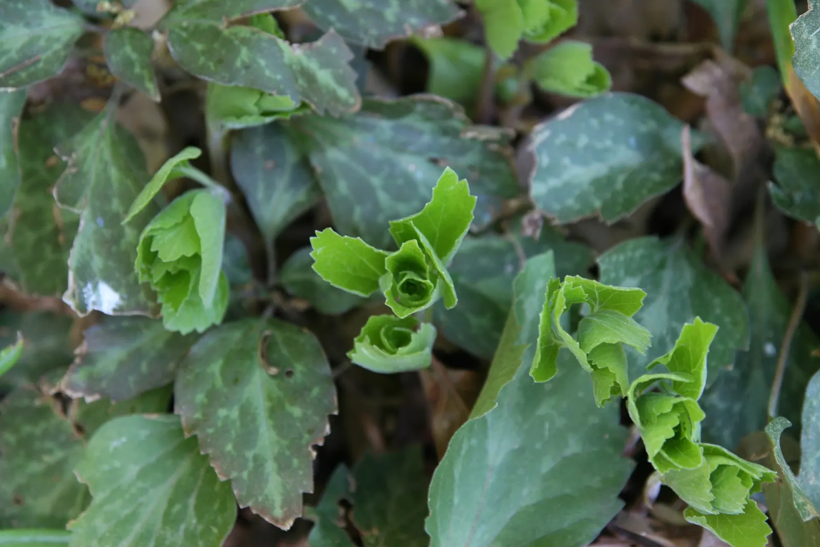 Allegheny Spurge (Pachysandra Procumbens) — A truly valuable addition, it brings long-lasting greenery and tranquility to any shaded landscape design