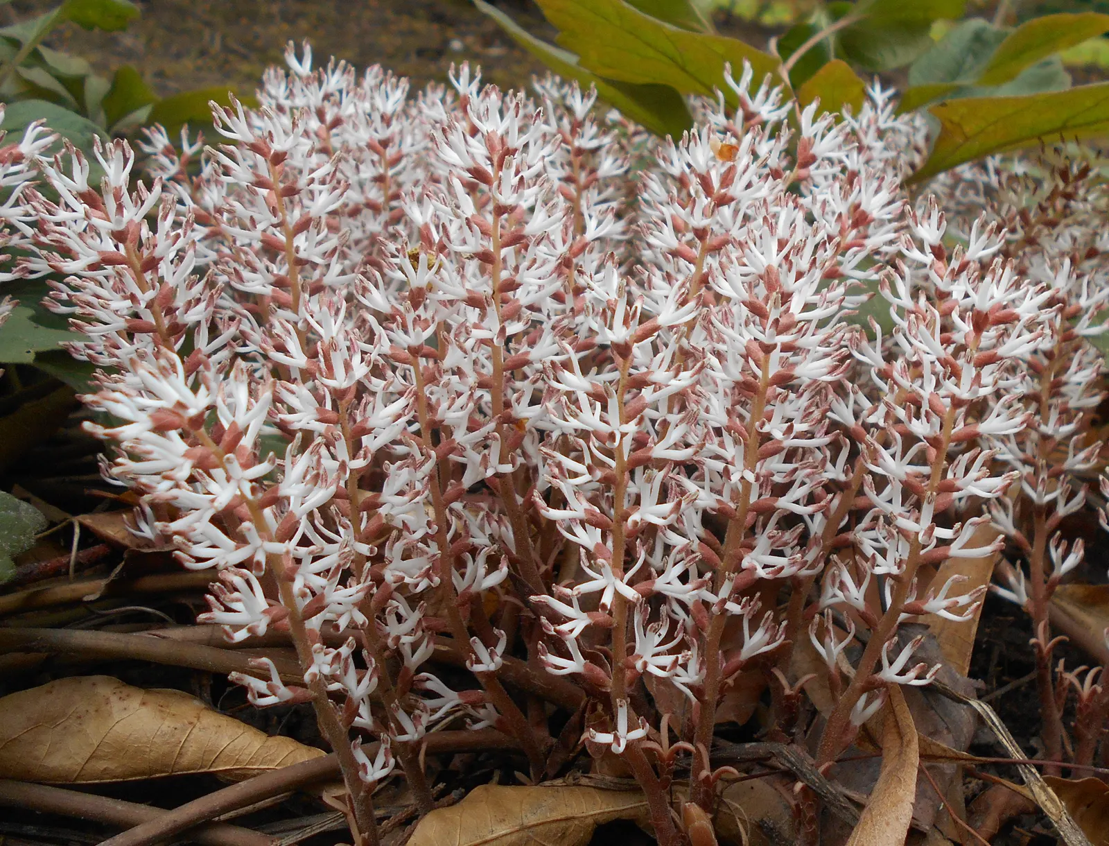 Allegheny Spurge (Pachysandra Procumbens) — Pachysandra procumbens thrives in USDA Hardiness Zones 5 through 9
