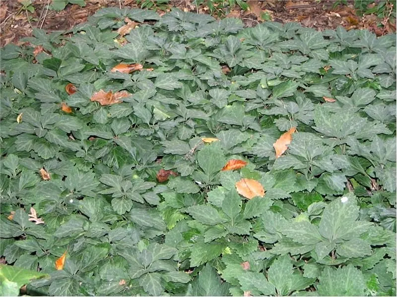 Allegheny Spurge (Pachysandra Procumbens) — where it can bask in the filtered sunlight and be protected from the hot afternoon sun